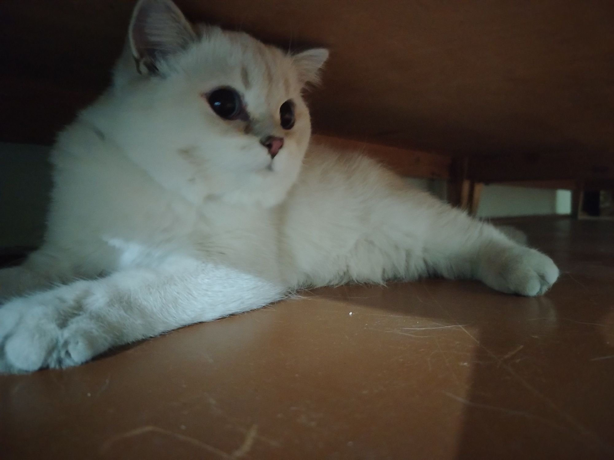 Кот с типажом коби