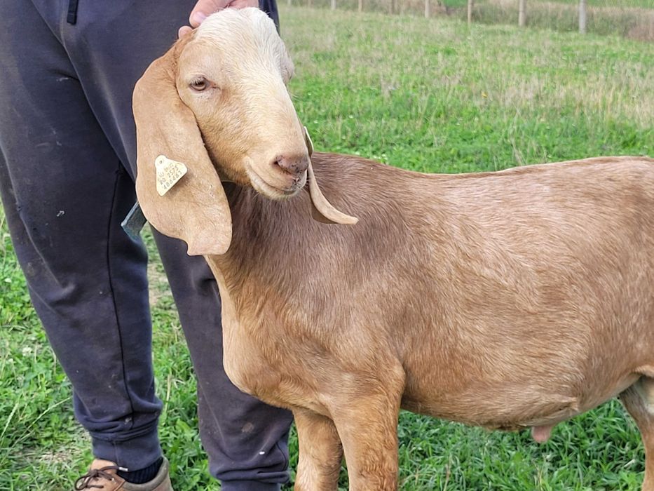 Tap rasa anglo nubian cu certificat de origine pedigree