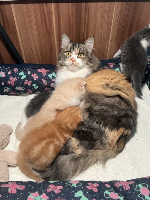 Кичкинтойла сотилади 500.000