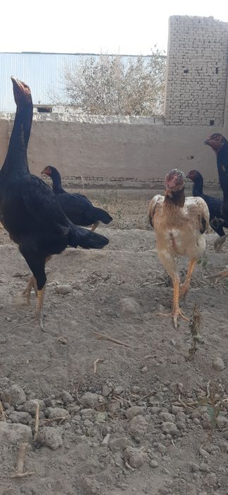 Dakan tovuqlari.Zoti aniq