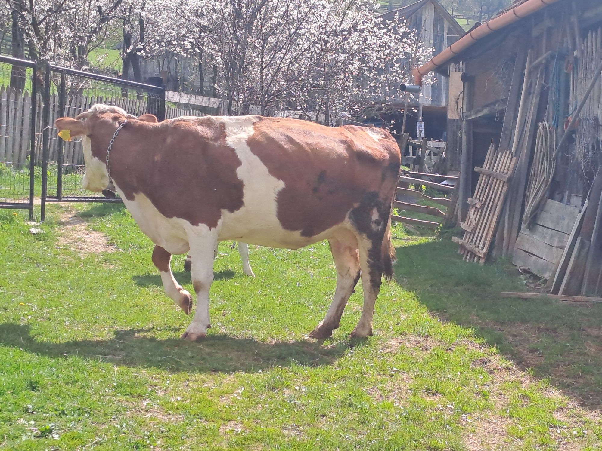 Vând oi,vacă și tanc de lapte