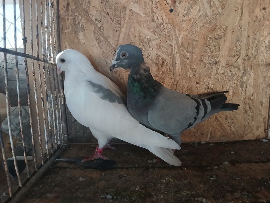 Porumbei voiajori de vanzare