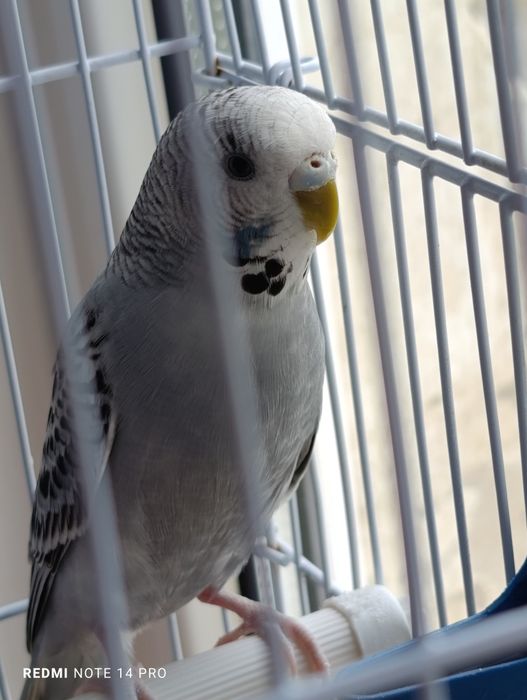 Продаю попугая осталось два попугая