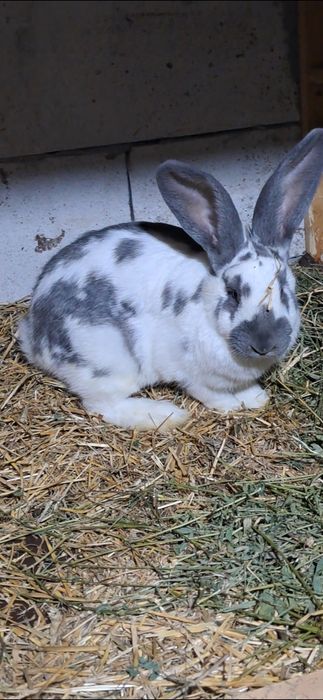 Femela  fluture pe albastru