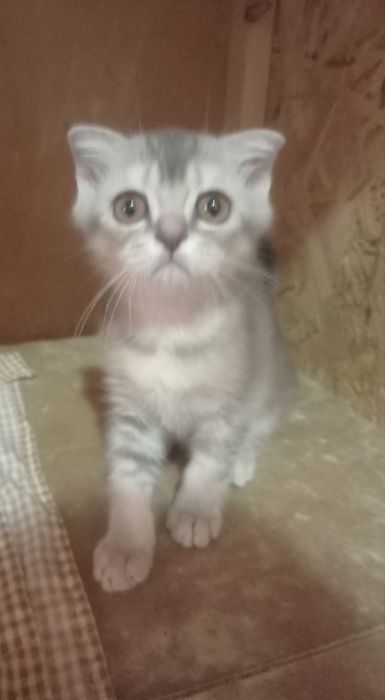 Продам котят серебристая шиншила .