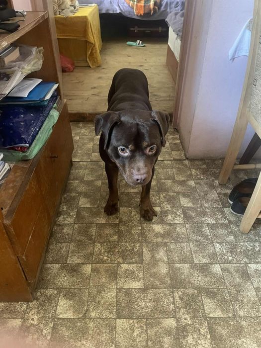 Подарявам Питбул