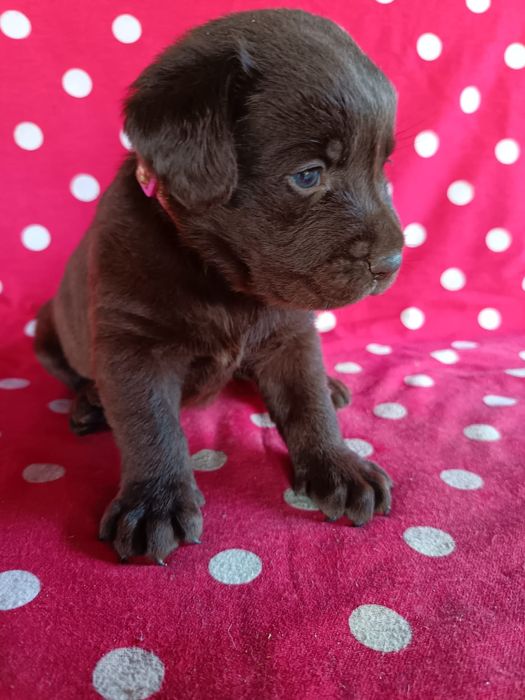 Labrador ciocolatiu Pedigree