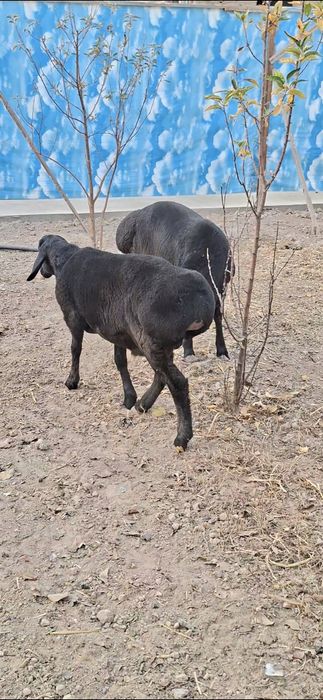 Qo‘zi qo‘chqorlar sotiladi.