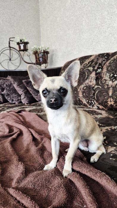 Продам собаку Чихуахуа