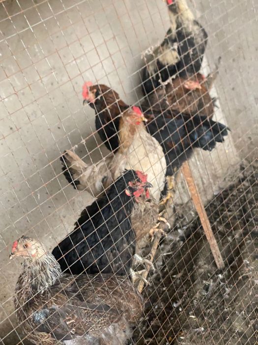 Tovuq xoʻrozlar sotiladi