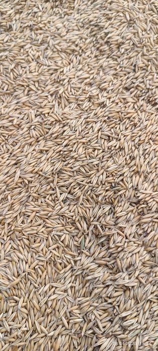 Продам овёс большие мешки