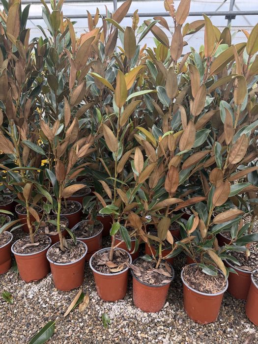 Magnolia Grandiflora 70-90cm si 1.2-1.4m
