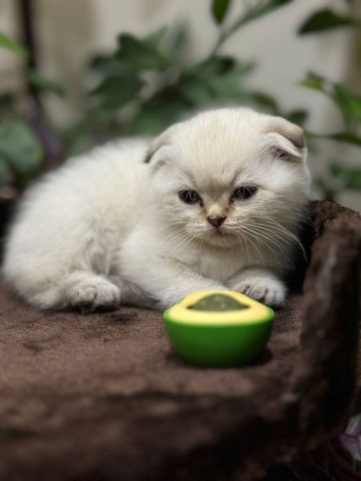 Котята Шиншиллы серебристой