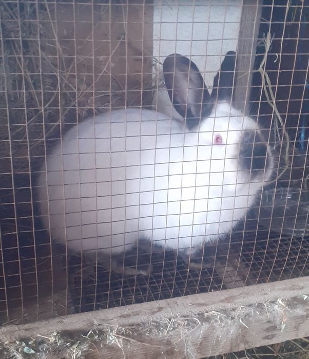 Kaliforniya zotli quyonlar.