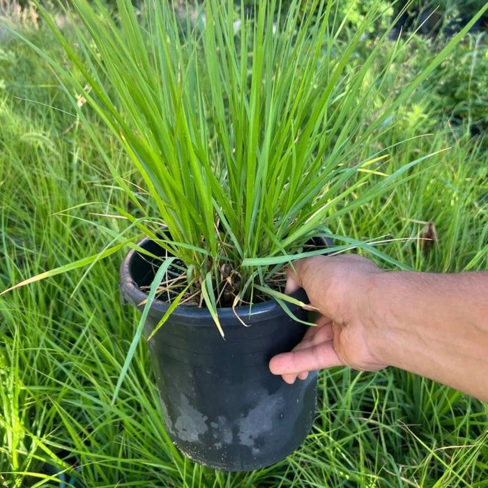 Пеннисетиум лисохвостный злак  садовая горшок 3 л