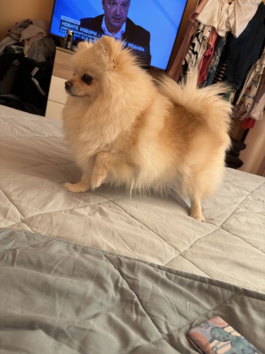 Померанче малко момченце