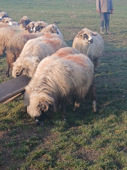 18 oi de vanzare si tinere din care 5 mai vechi