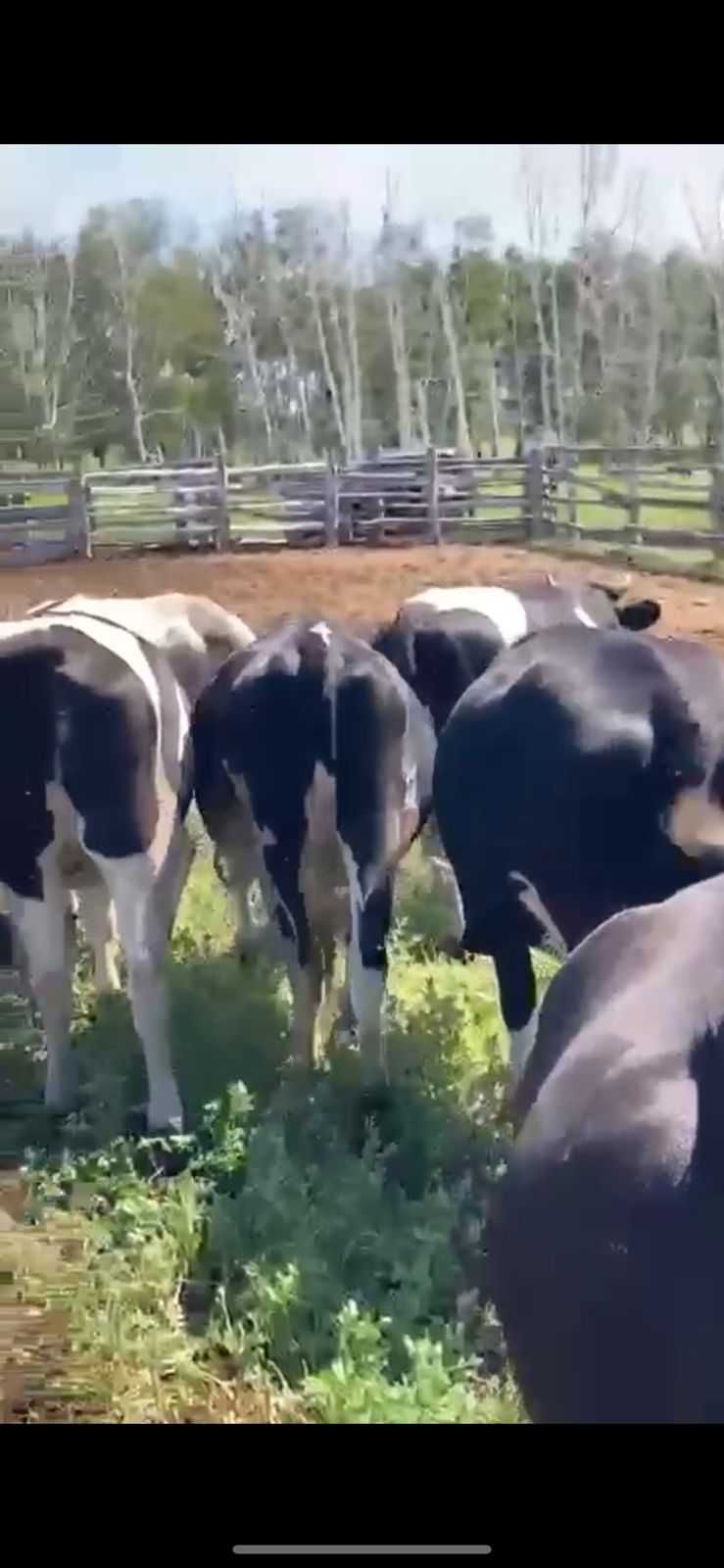 Продам коровы нетелей черно-пестрые стельные