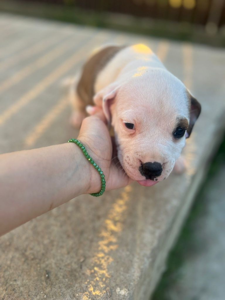 Pui American Bully