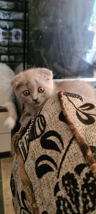 Продаю котят скоттишфолд