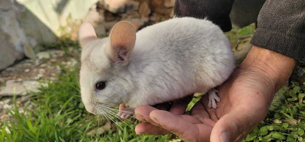 Шиншиллы разных окрасов