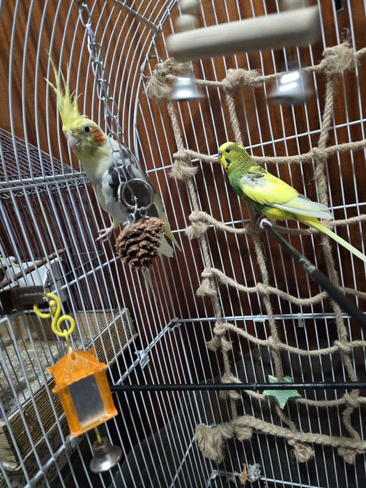 Nimfa blândă crescuta la seringa