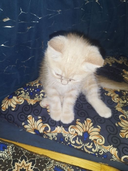 Skotish strayt va fuld