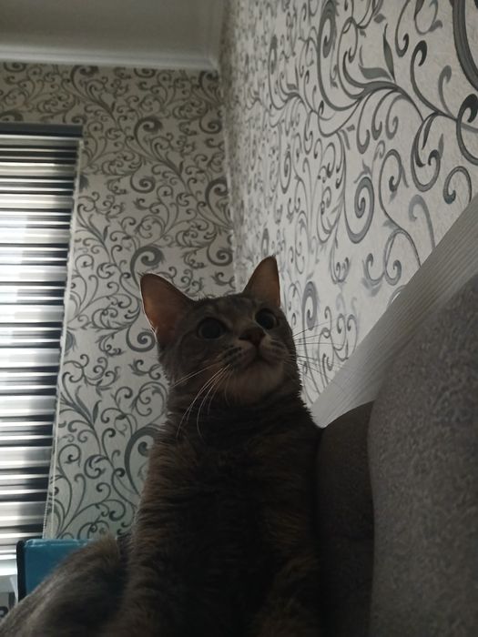 Мушук хадияга берилади