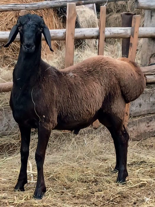 Продам гиссарских кошкарчиков