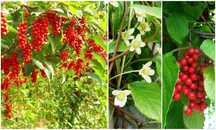 Arbuști Fructiferi (Schisandra )