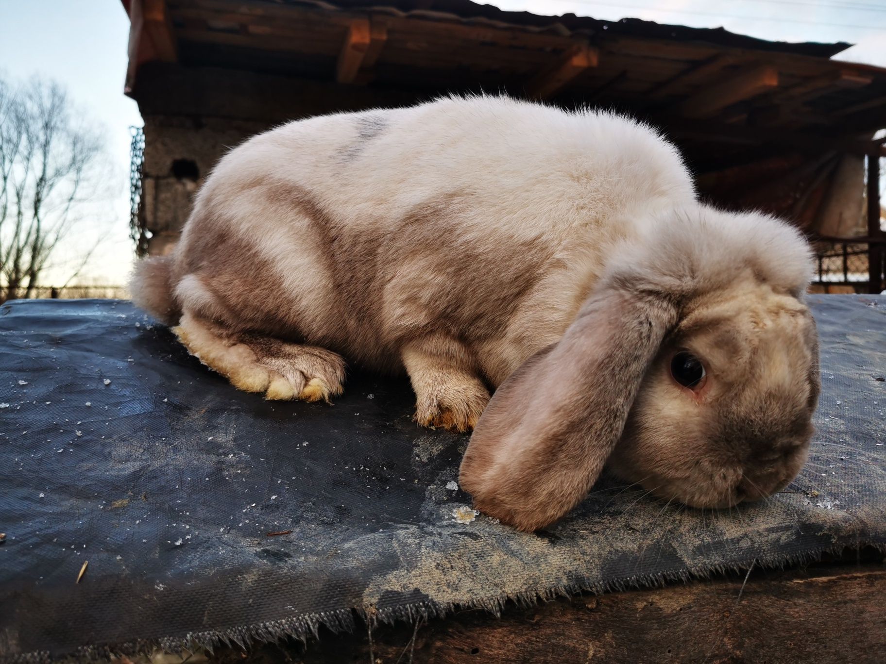 Продавам различни породи иголемини зайци