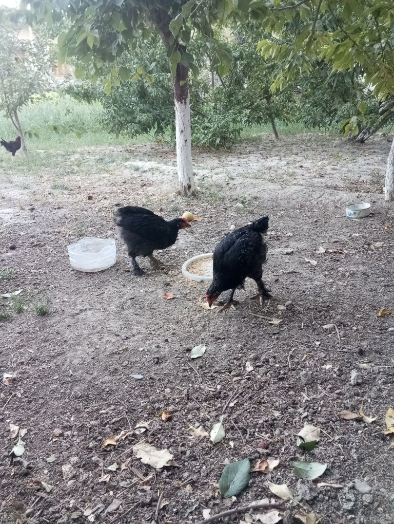 Qora shaxzota xorozlar