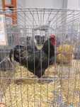 Oua pentru incubat, puisori de AUSTRALORP și cocoși