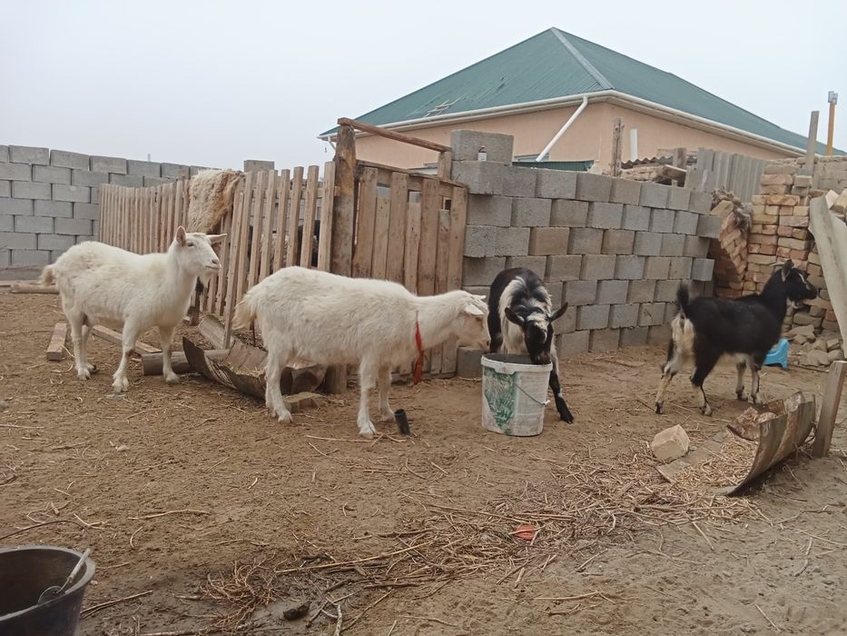 Занен ешкилер сатылады.немесе шаруа койларга обмен