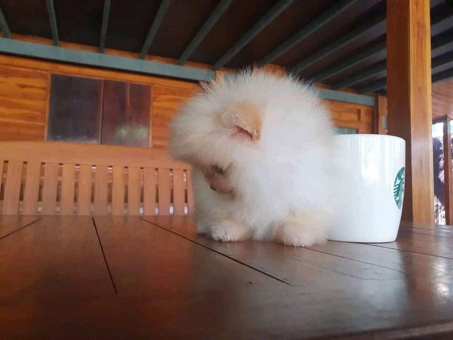 Pomeranian mini toy