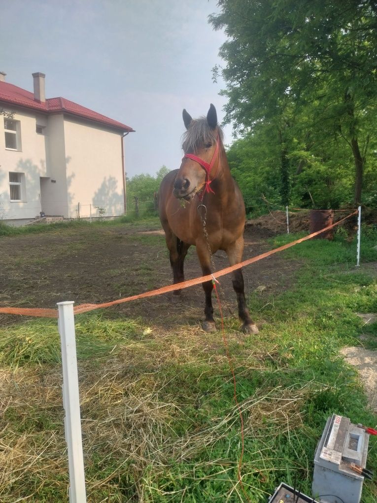 Manză de vanzare