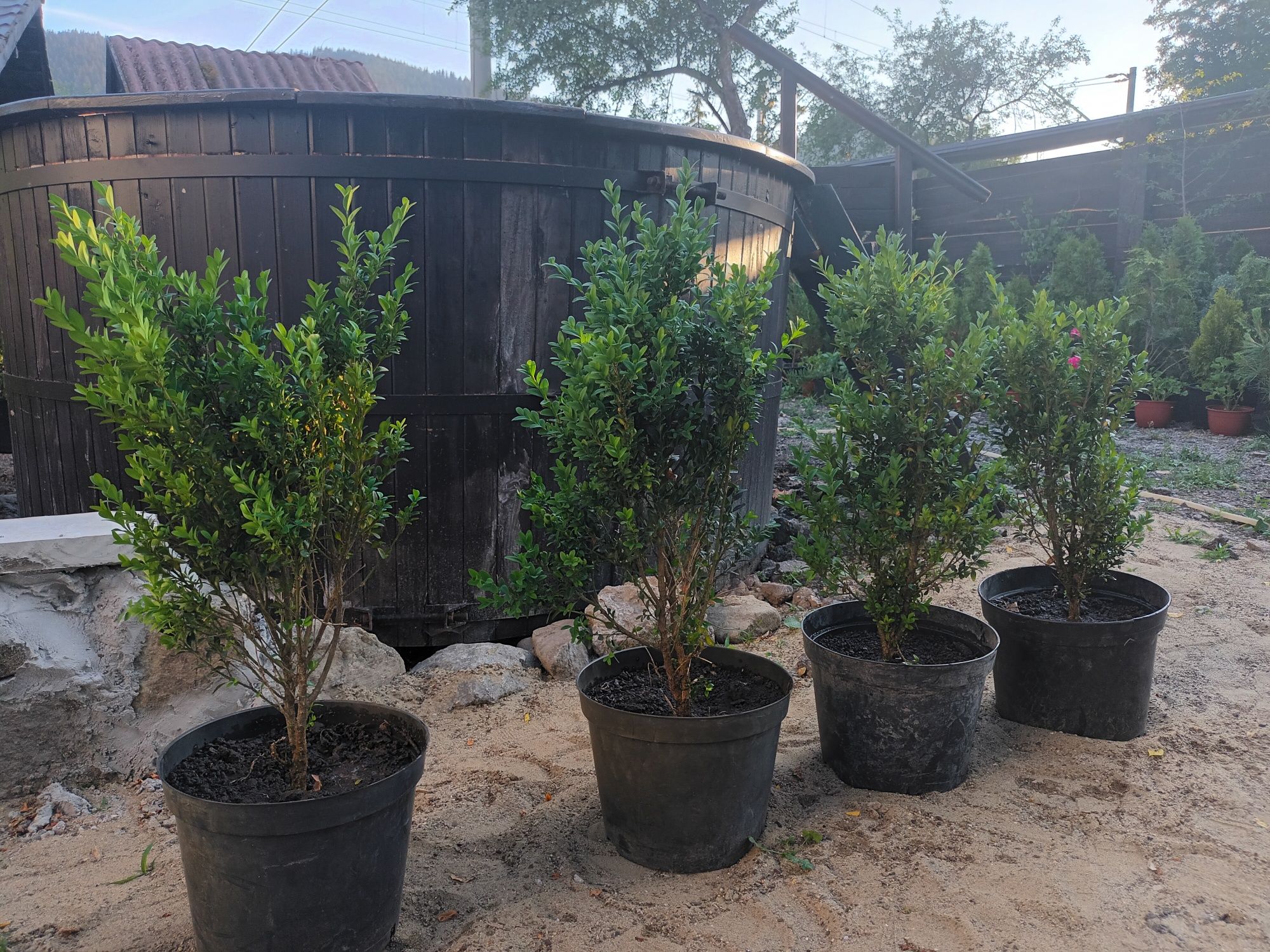 Tuia braband 140-150 cm  si buxus inaltime 60 -80cm