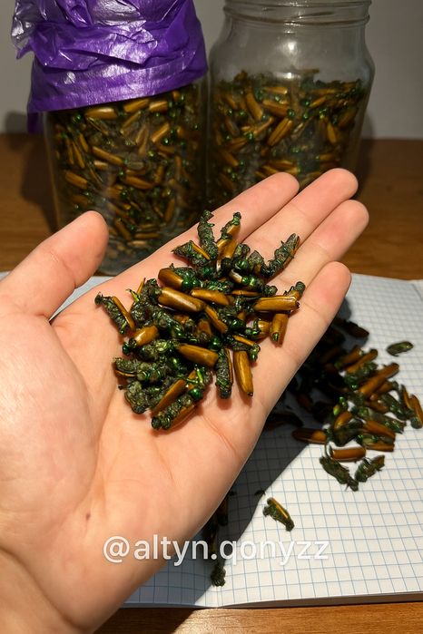 Алтын коныз майский жук золотой жук