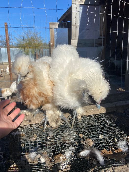 Pereche mătase japoneză