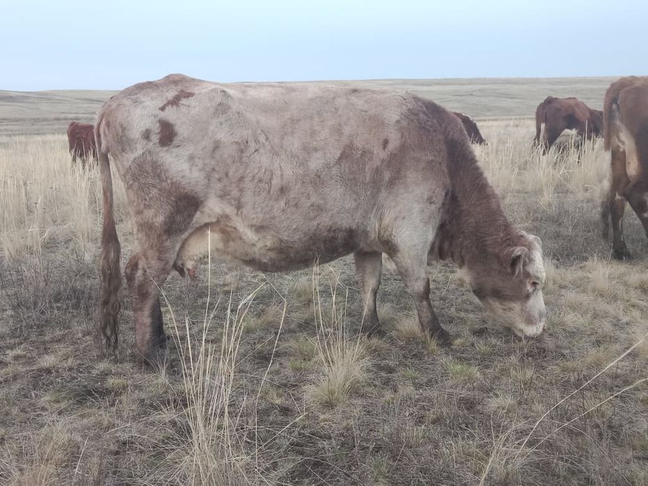 Продам коров 2 головы