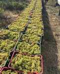 Struguri premium pentru vin direct de la producător