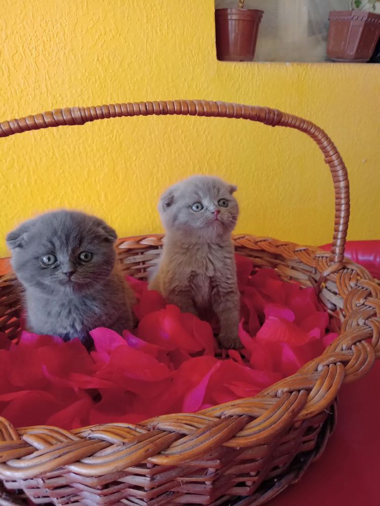 Шотландские котята