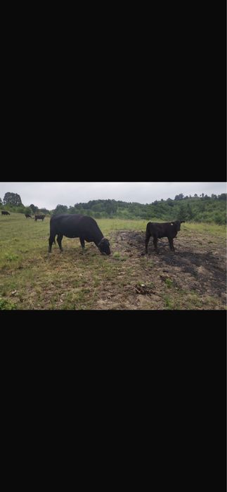 Vaci,vitei si julinci gestante (angus) de vanzare!!!