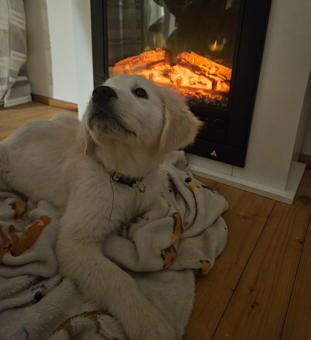 Продава се Голден Ретривър