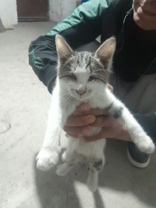 Mushuk bolalari yaxshi qollarga beriladi