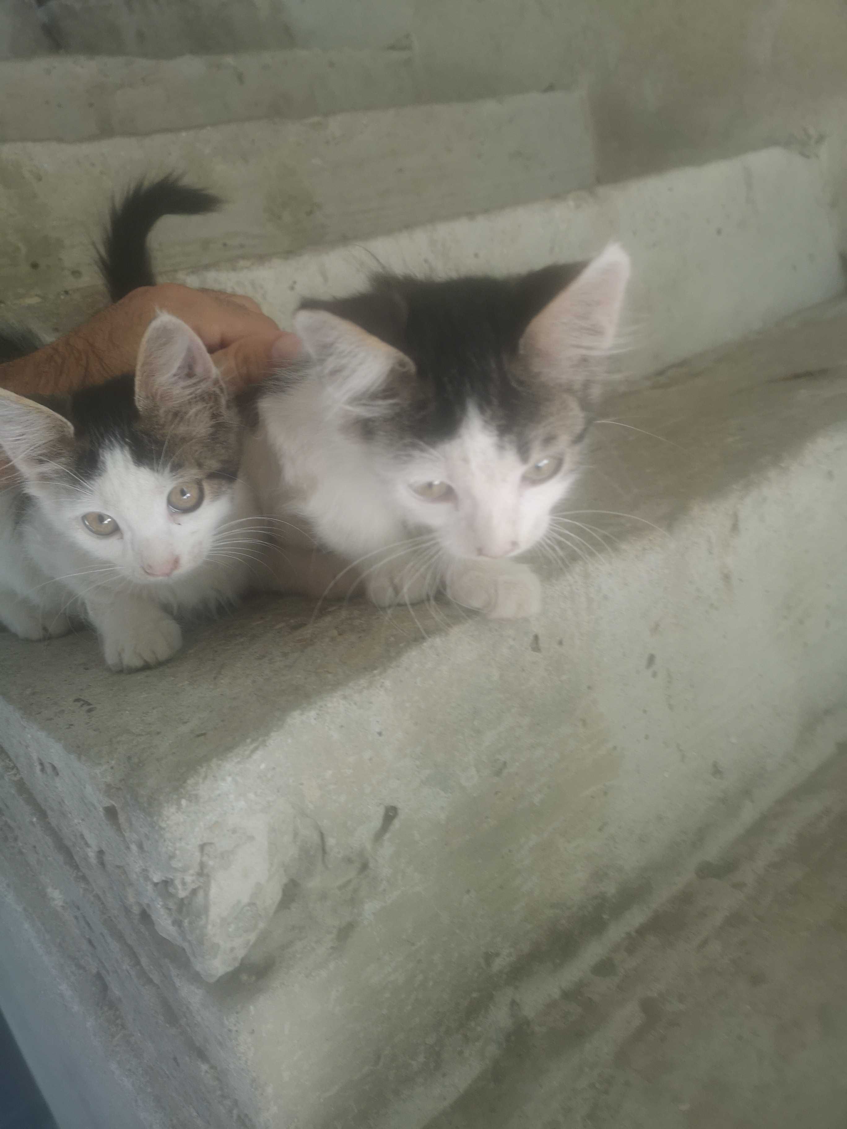 Подаряваме котенца