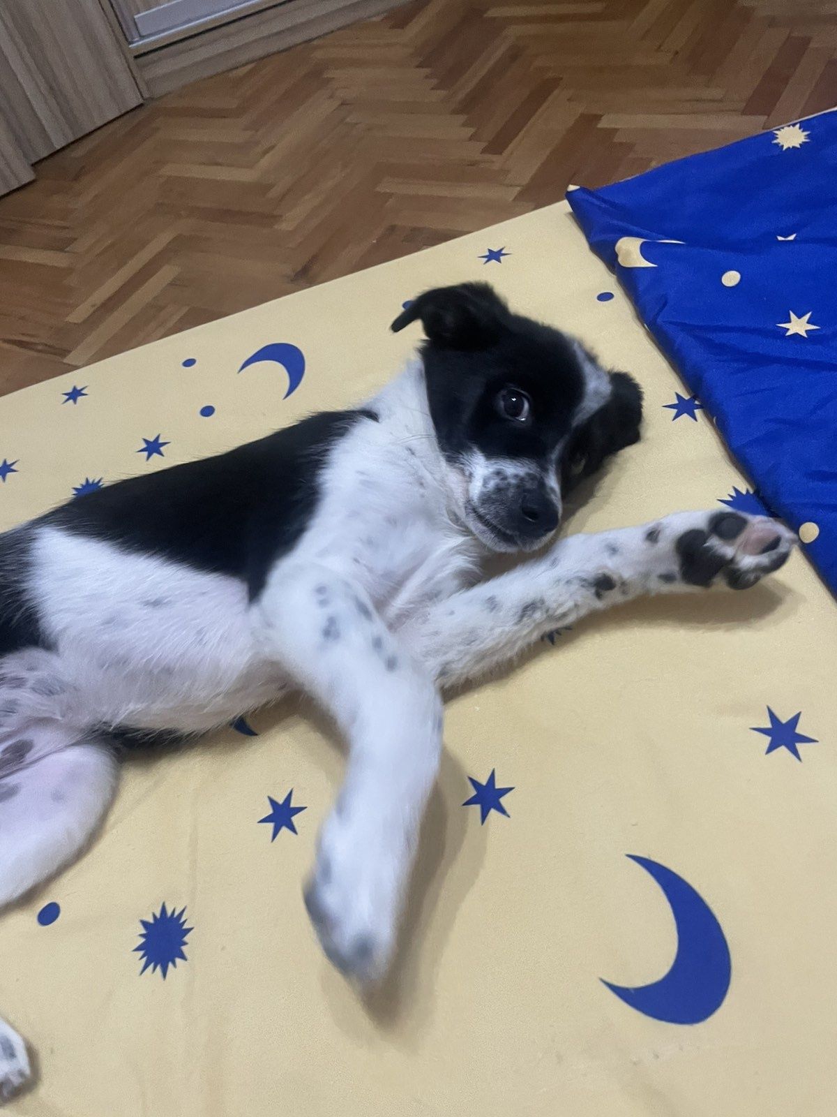 Малката Кари търси дом