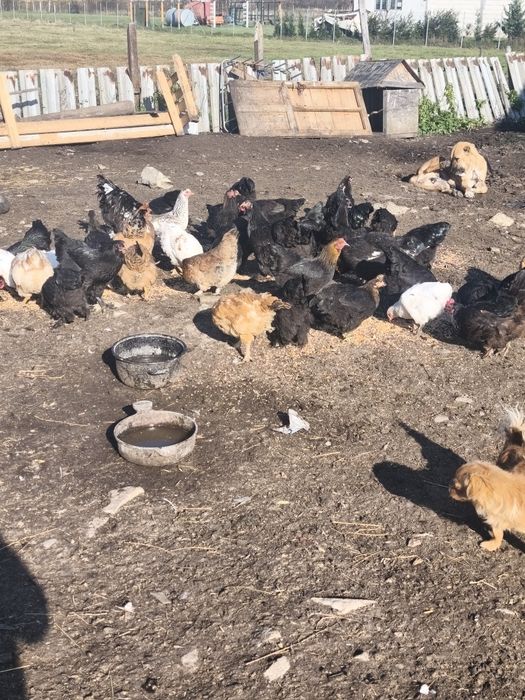 Vând puicuțe foarte frumoase