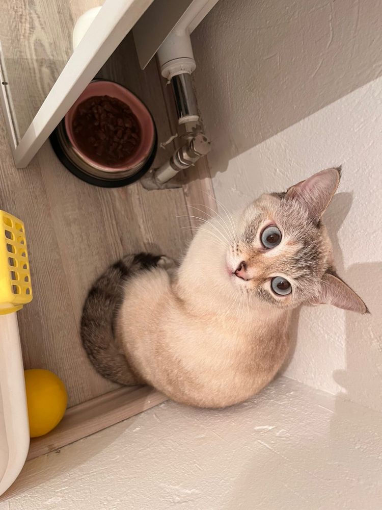 Отдам кошку ответственному человеку.