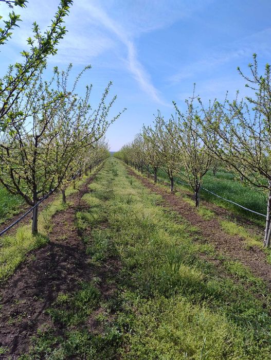 Vand 2 ha livada de pruni sistem intensiv